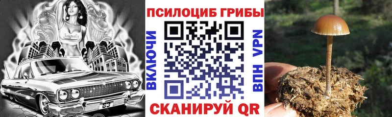 Псилоцибиновые грибы Psilocybe  Купить  Питкяранта 